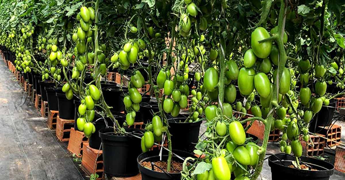 A diversidade se espalhou pelo mundo dos tomates
