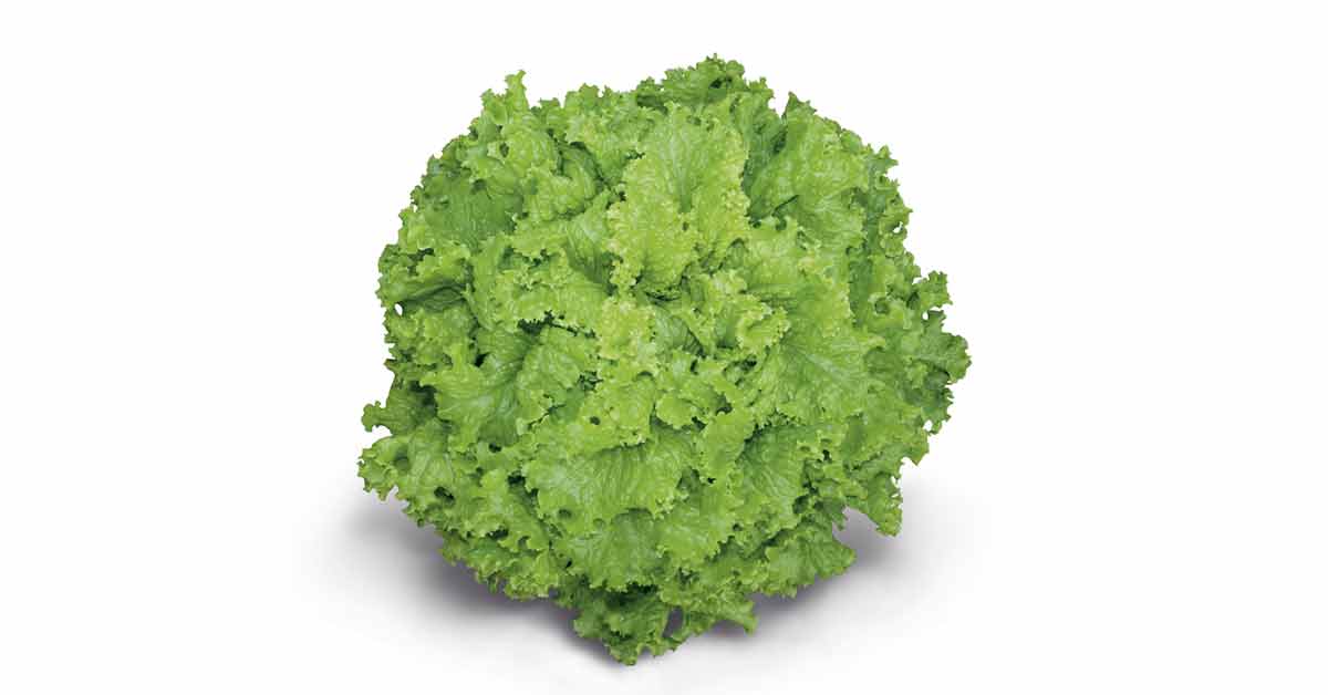 Alface Marisa. Mais resistência à murcha de fusarium