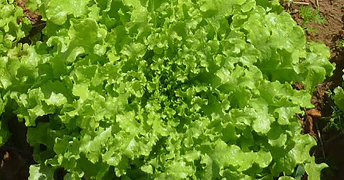 Alface Salad Bowl. Sementes Peletizadas