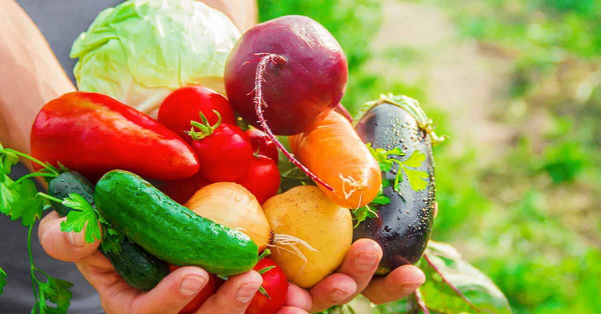 Como fazer o cultivo correto de hortaliças?