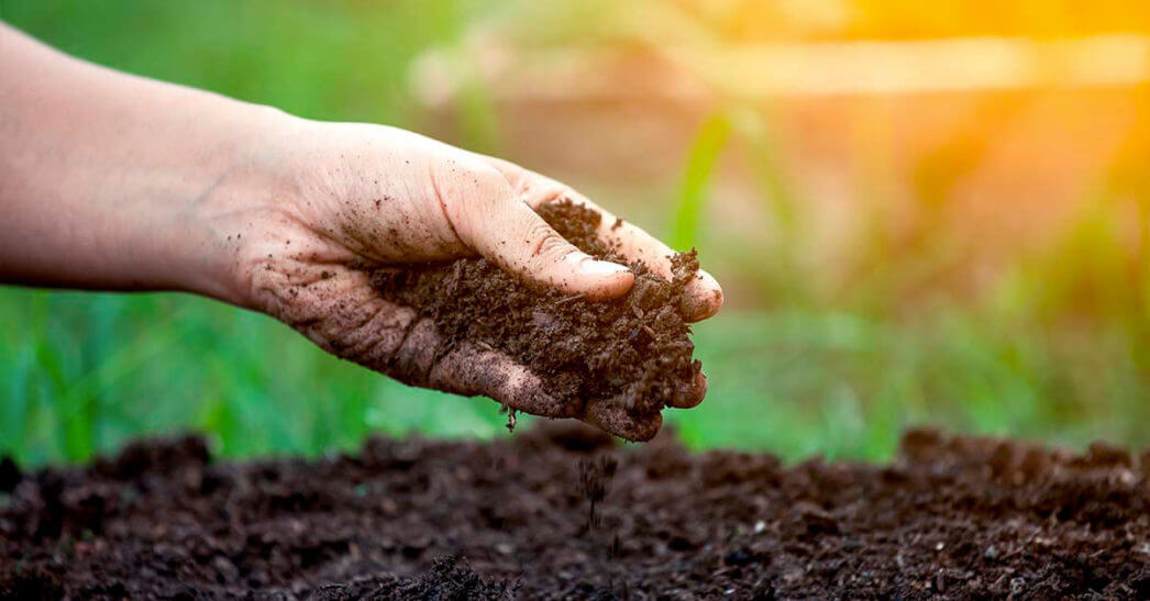 Como preparar o solo para cultivo de hortaliças?