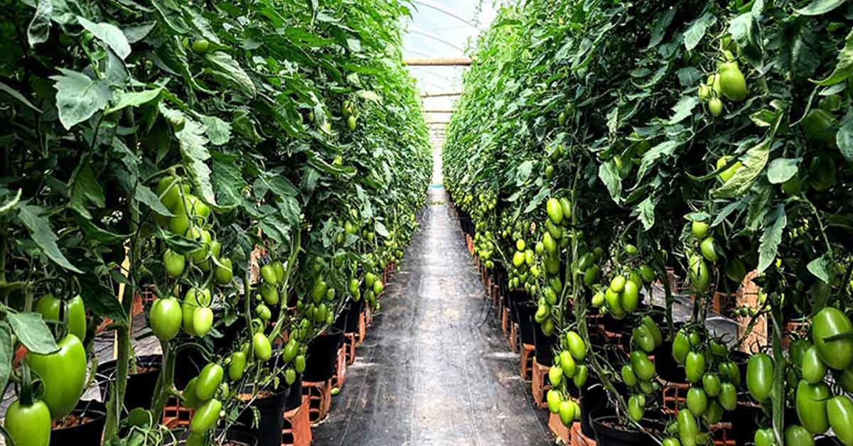 Confira 6 passos para plantar tomates em estufa