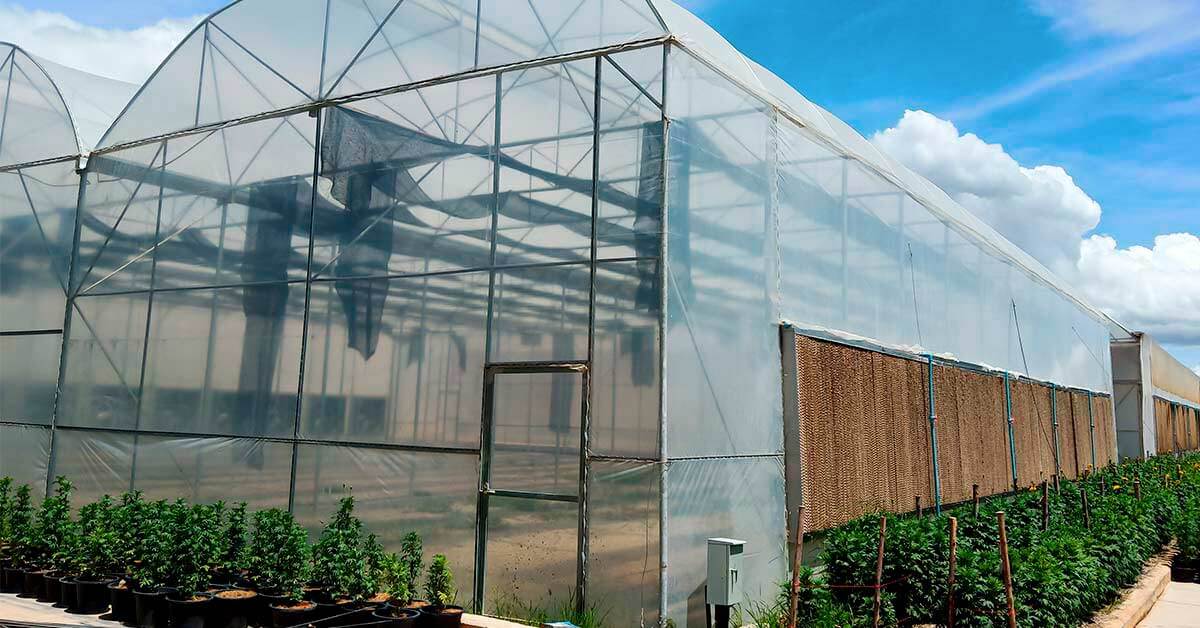 Dicas para Cultivo protegido