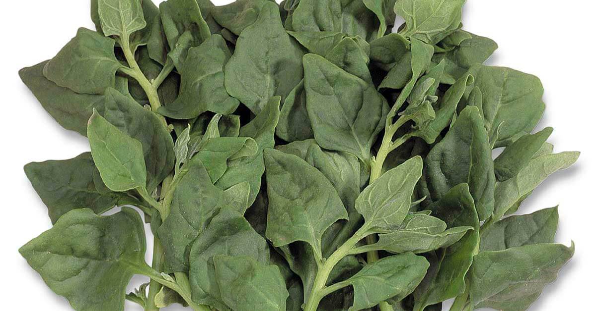 Dicas para a germinação do Espinafre Nova Zelândia