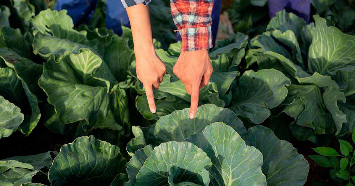 O que são nematóides e como eliminar de sua plantação