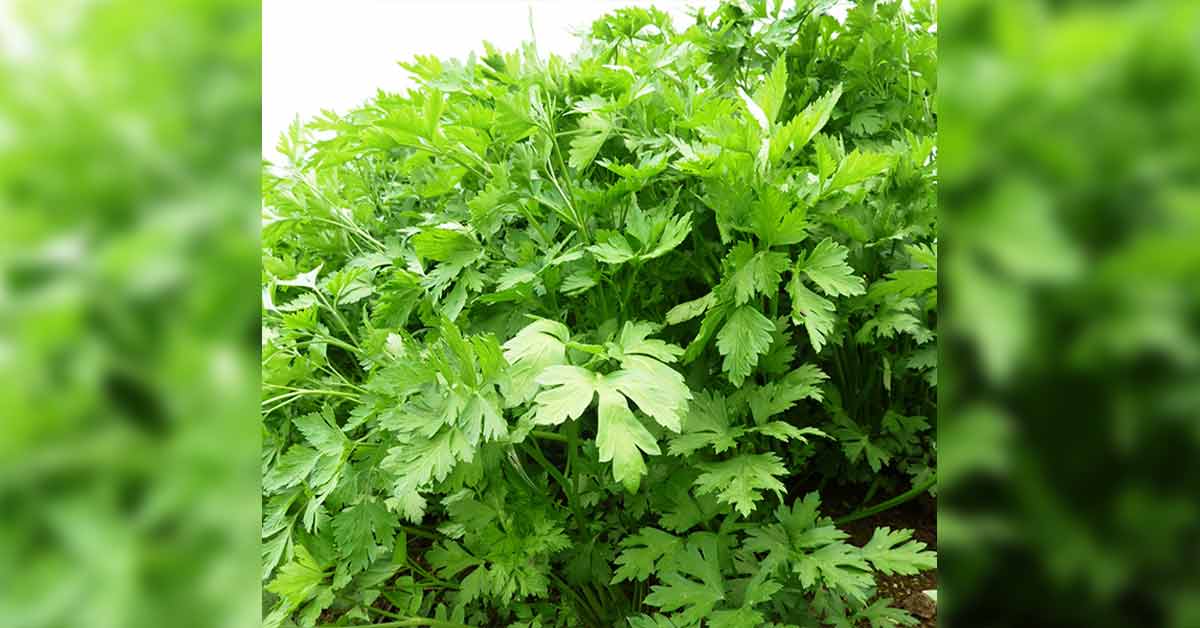 Salsa Da Roça. Mais resistência, melhor rendimento