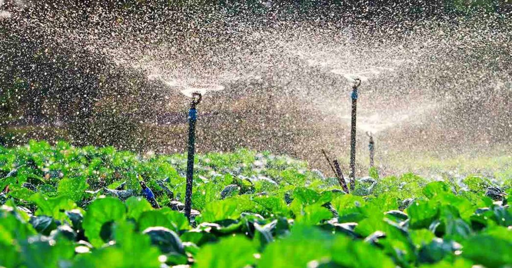 Sistema de irrigação: O que é e Cuidados
