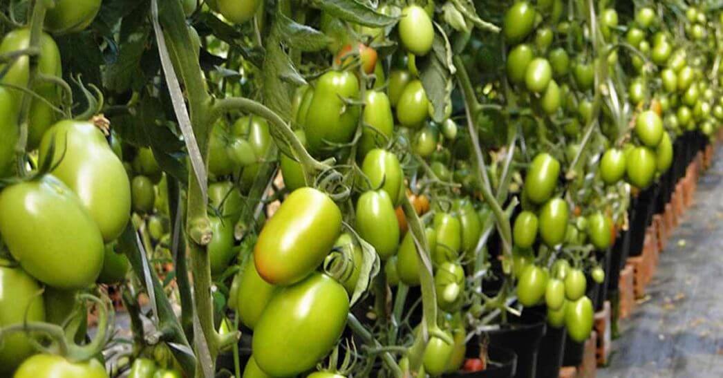 Tomate Vero pode ser cultivado em 3 formas de plantio