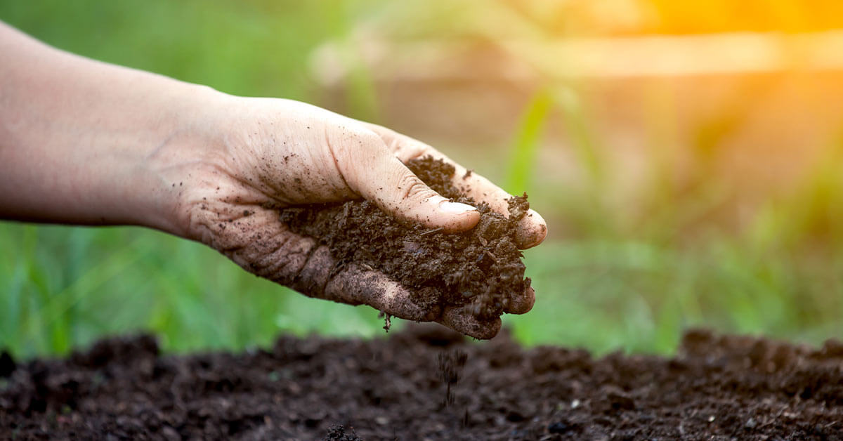 3 Tipos de Adubos Orgânicos para sua Plantação