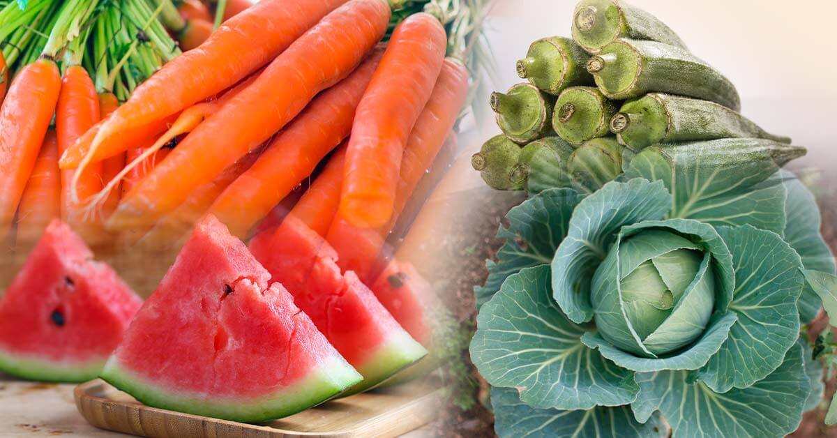 O que plantar no verão e quais cuidados necessários
